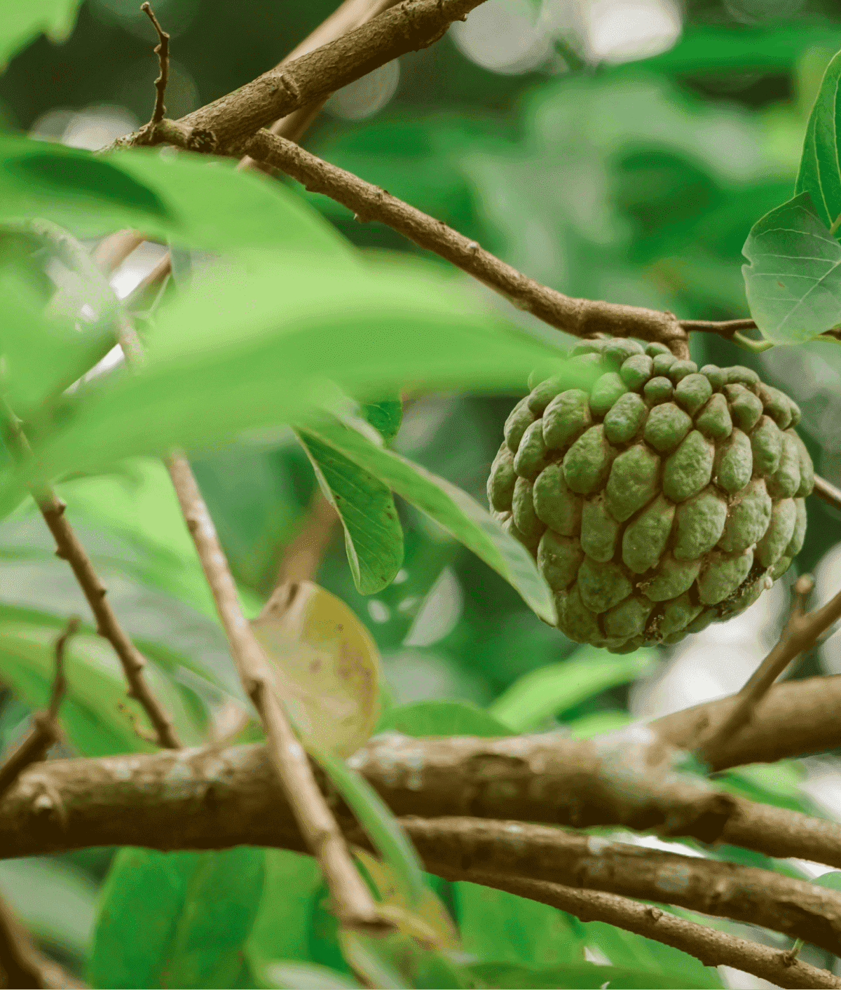 Custard Apple